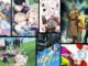 Haftalık anime takvimi