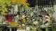 Hayao Miyazaki animeleri ve filmleri 11 Pom Poko min Animelerden