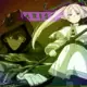 Solo Leveling ile Frieren