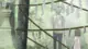 Kısa anime önerileri: Tek oturuşta bitirebileceğiniz animeler 15 kisa anime Into the Forest of Fireflies Light min Animelerden